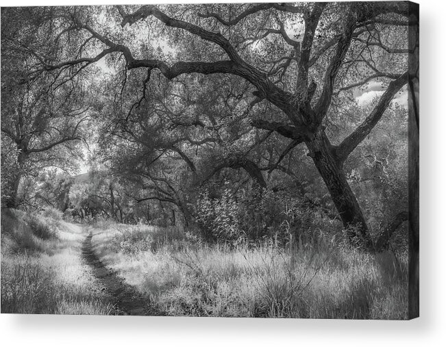 Landscape Acrylic Print featuring the photograph Path with Oaks, Boden Canyon by Alexander Kunz