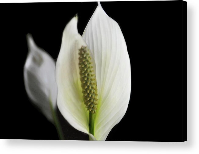 Peace On Earth Acrylic Print featuring the photograph Peace Lily by Andrea Kollo
