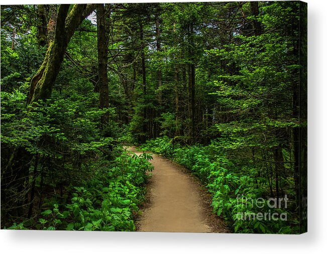 Trail Acrylic Print featuring the photograph Peaceful trail on Roan Mountain by Shelia Hunt