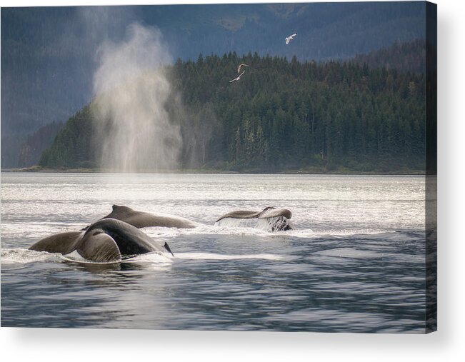 Brown Acrylic Print featuring the photograph Peaceful Whales by Robert J Wagner