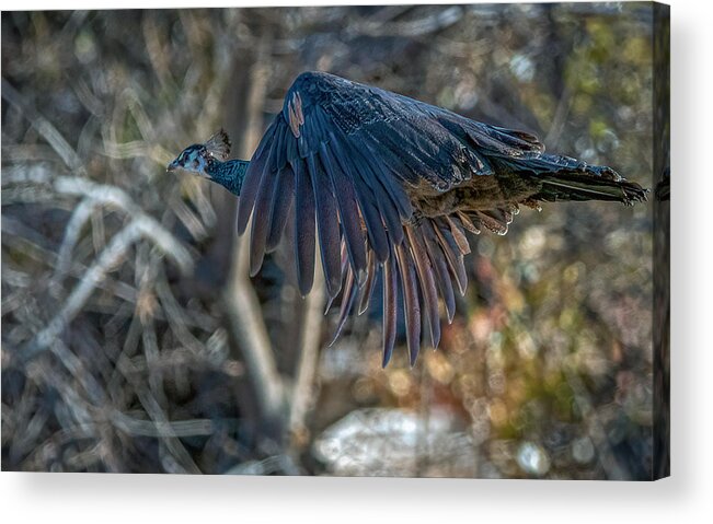 Peacock Acrylic Print featuring the photograph Peacock in flight by Rick Mosher