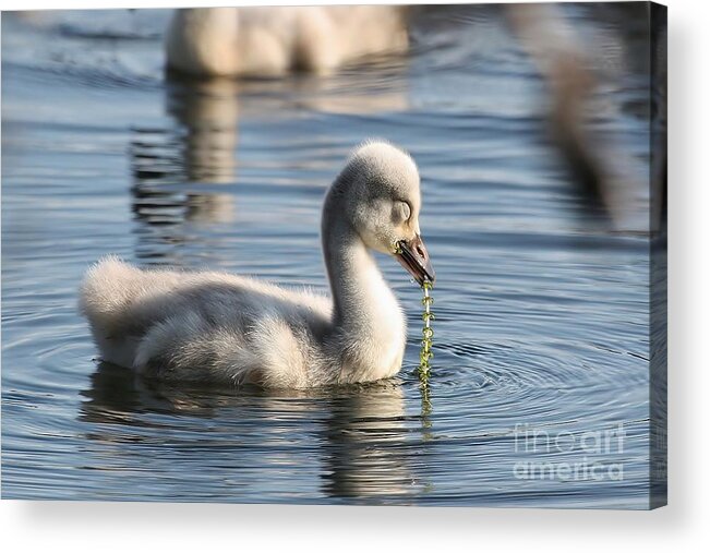 Cygnet Acrylic Print featuring the photograph Pearls of Innocence by Teresa McGill