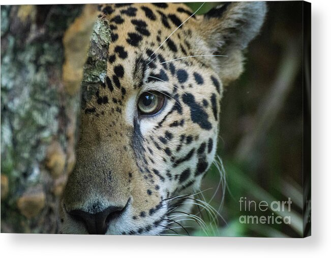 Big Acrylic Print featuring the photograph Peek-a-boo by Ed Stokes