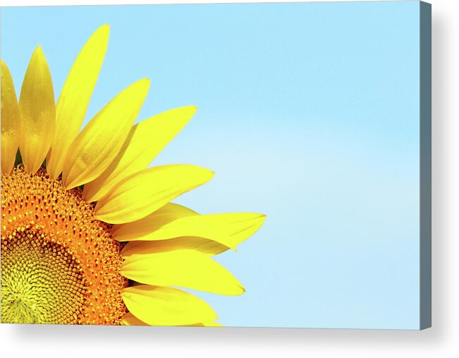Sunflower Acrylic Print featuring the photograph Peek by Lens Art Photography By Larry Trager