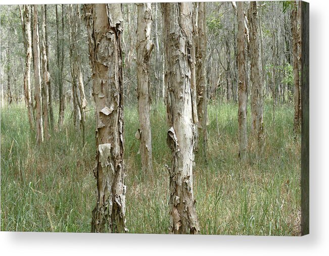 Landscape Acrylic Print featuring the photograph Peek through the Paperbark Forest by Maryse Jansen