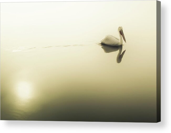 Lake Acrylic Print featuring the photograph Pelican at Lake Kerkini by Ioannis Konstas