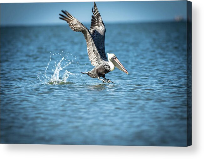 Pelican Acrylic Print featuring the photograph Pelican coming for Landing by George Kenhan