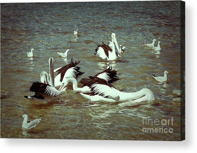 Pelican Acrylic Print featuring the photograph Pelican Feeding Frenzy by Elaine Teague