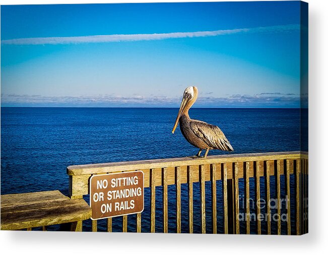 No Sitting Acrylic Print featuring the photograph Pelican, No Sitting or Standing on Rails by Beachtown Views