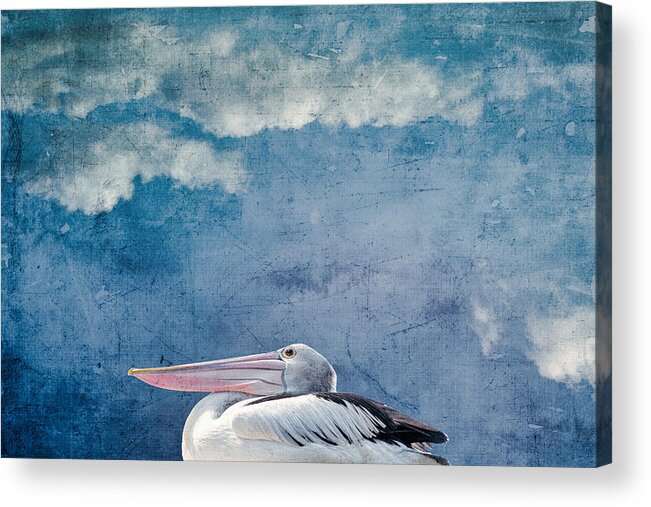 Pelican Acrylic Print featuring the photograph Pelican by Yasmina Baggili