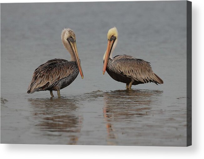 Pelicans Acrylic Print featuring the photograph Pelican Buddies by Mingming Jiang