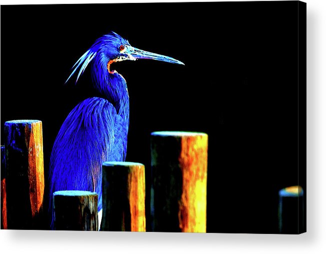 Wildlife Acrylic Print featuring the digital art Pensive Blue Heron by SnapHappy Photos