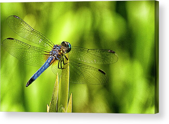 Dragonfly Acrylic Print featuring the photograph Pensive Dragon by Bill Barber