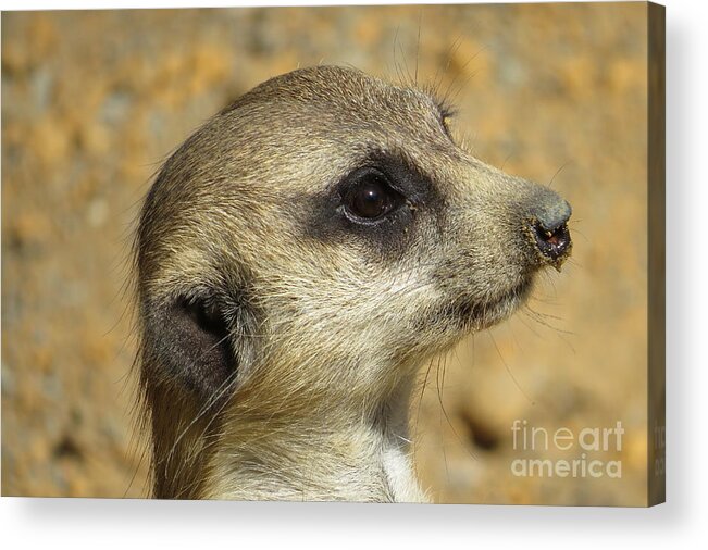Meerkat Acrylic Print featuring the photograph Pensive Meerkat Closeup by World Reflections By Sharon