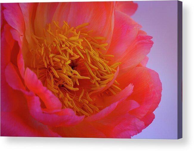 Peony Acrylic Print featuring the photograph Peony Blossoms in Spring 5 by Lindsay Thomson