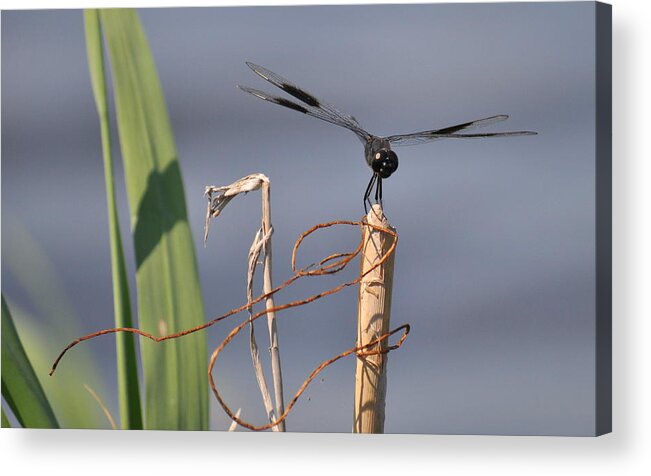 Black Acrylic Print featuring the photograph Perched by Stacy Abbott