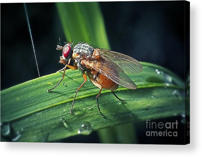 Photo Acrylic Print featuring the photograph Phaonia rufiventris Fly Insect by Frank Ramspott