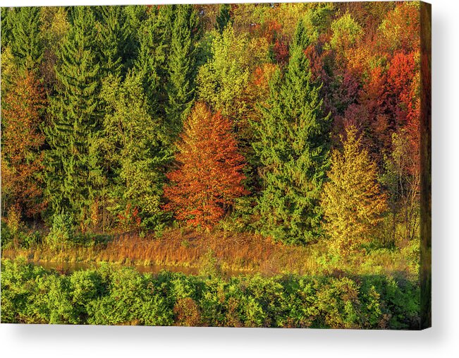 Autumn Acrylic Print featuring the photograph Philip's Autumn Trees by Don Nieman