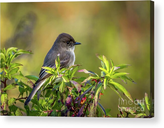 Phoebe Acrylic Print featuring the photograph Phoebe and Croton by Tom Claud