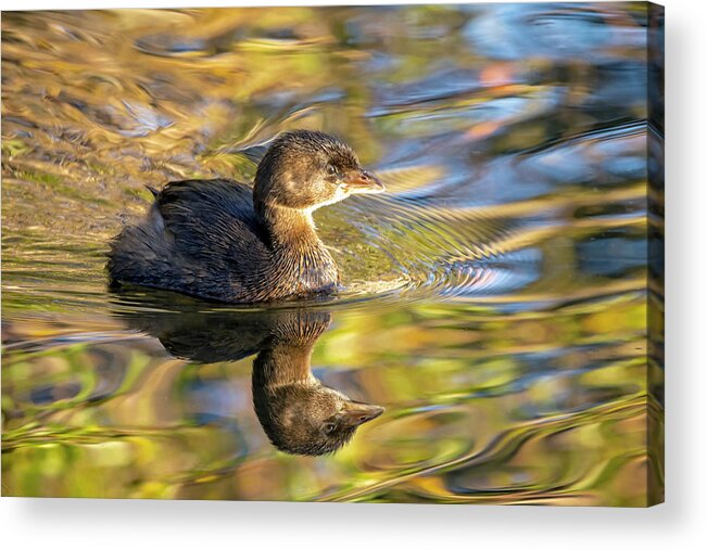  Acrylic Print featuring the photograph Pied-Billed Grebe in Autumn Light by Carla Brennan