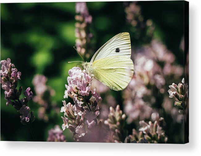 Creature Acrylic Print featuring the photograph Pieris rapae sits on pink flower by Vaclav Sonnek