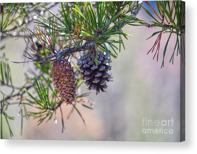 Nature Acrylic Print featuring the photograph Pine Cones by Phil Perkins