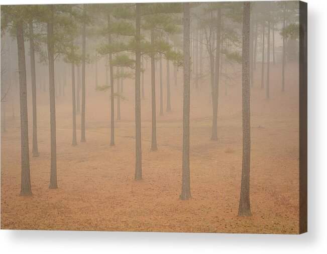 Mcdowell County Acrylic Print featuring the photograph Pine Grove in the Fog by Joni Eskridge