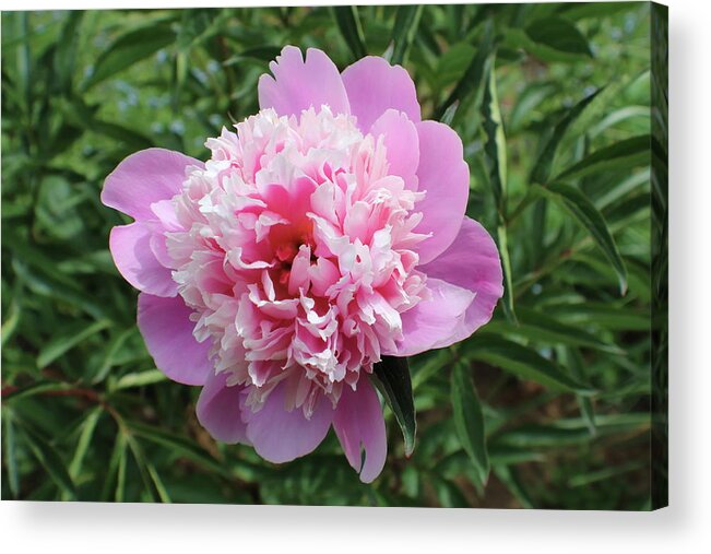 Pink Acrylic Print featuring the photograph Pink and White Flower by Kathy Pope