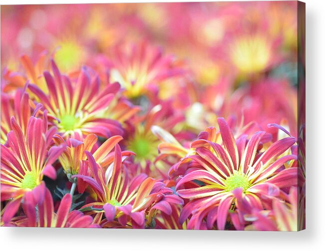 Daisy Acrylic Print featuring the photograph Pink and Yellow Daisies 2 by Amy Fose