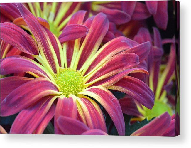 Daisy Acrylic Print featuring the photograph Pink and Yellow Daisy 1 by Amy Fose