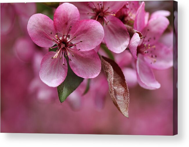Flower Acrylic Print featuring the photograph Pink Anyone? by Scott Burd