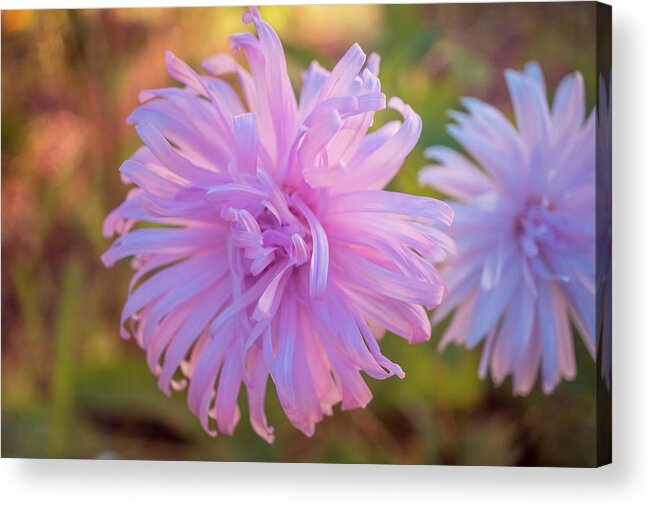 Pink Asters Acrylic Print featuring the photograph Pink Asters by Lilia S