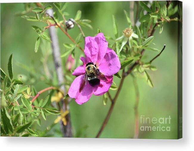 Bee Acrylic Print featuring the photograph Pink Beach Rose with a Bee Pollinating It by DejaVu Designs