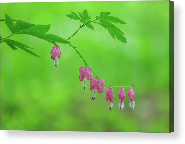 Bleeding Heart Acrylic Print featuring the photograph Pink Bleeding Hearts in Floral Bloom by Juergen Roth