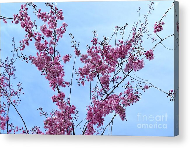 Cherry Blossoms Acrylic Print featuring the photograph Pink Branches #1 by Stefania Caracciolo