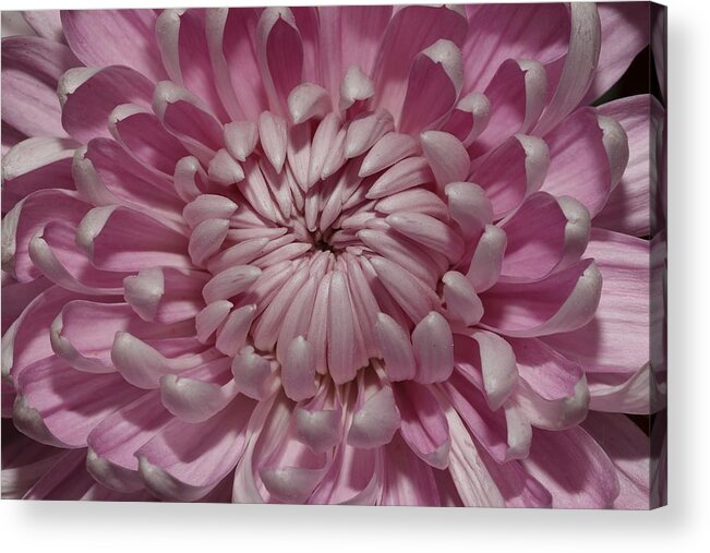 Chrysanthemum Acrylic Print featuring the photograph Pink Chrysanthemum 3 by Mingming Jiang