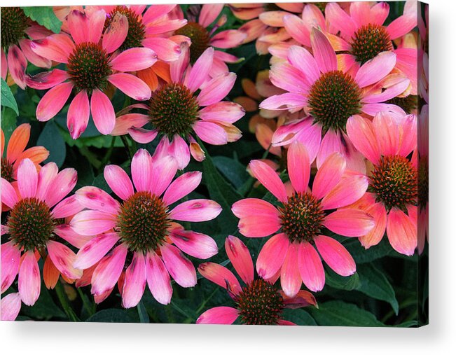 Flowers Acrylic Print featuring the photograph Pink Coneflowers by Karen Smale