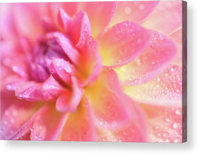 Pink Dahlia Acrylic Print featuring the photograph Pink Dahlia by Leanna Kotter