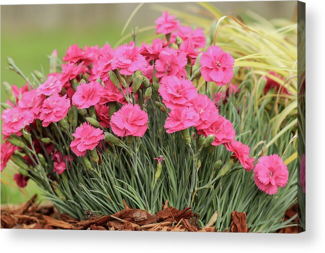 Floral Acrylic Print featuring the photograph Pink Dianthus by E Faithe Lester