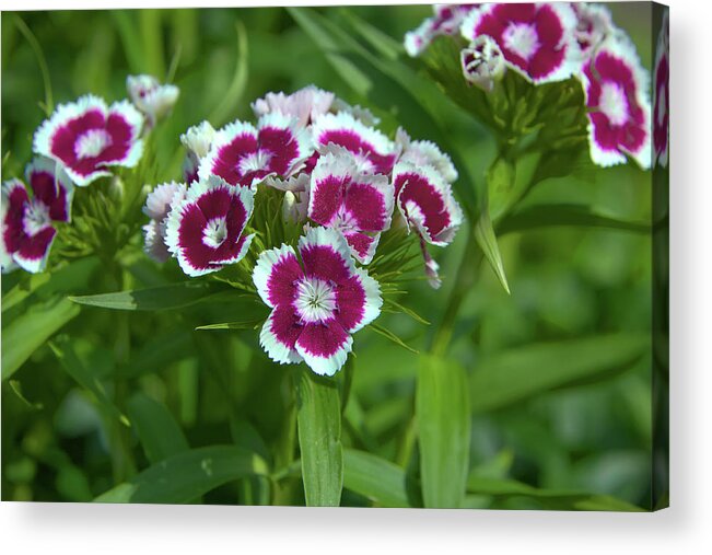 Bloom Acrylic Print featuring the photograph Pink Dianthus by Loyd Towe Photography