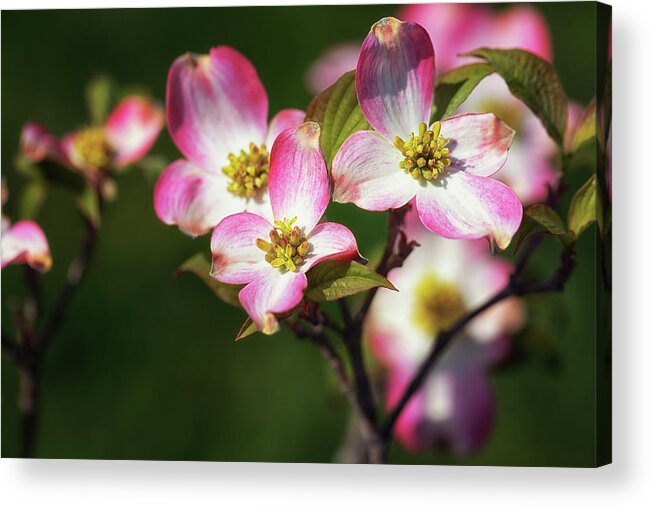 Pink Dogwood Acrylic Print featuring the photograph Pink Dogwood Blossoms by Susan Rissi Tregoning