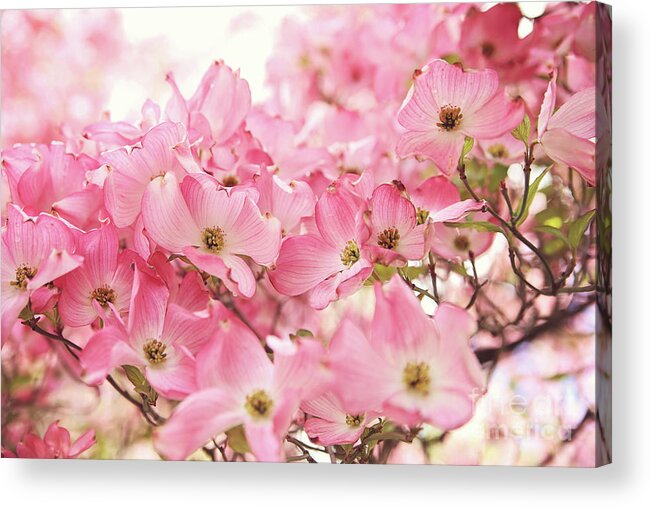 Dogwood Acrylic Print featuring the photograph Pink Dogwood Flowers by Sylvia Cook