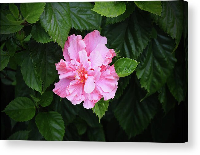 Flower Acrylic Print featuring the photograph Pink Double Bloom Hibiscus Flower in Shade by Gaby Ethington