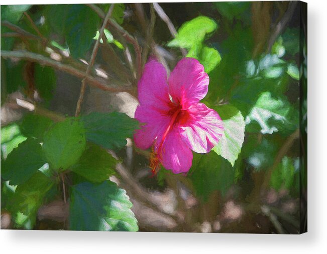 Hot Pink Acrylic Print featuring the digital art Pink Hibiscus by Alison Frank