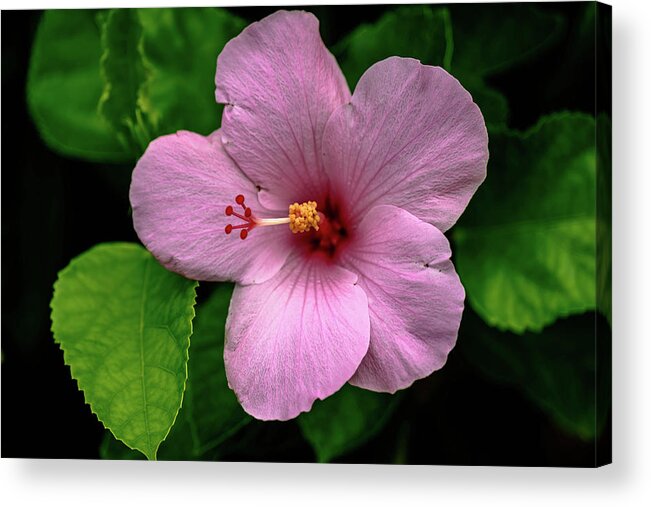 Hibiscus Acrylic Print featuring the photograph Pink Hibiscus by Debra Kewley