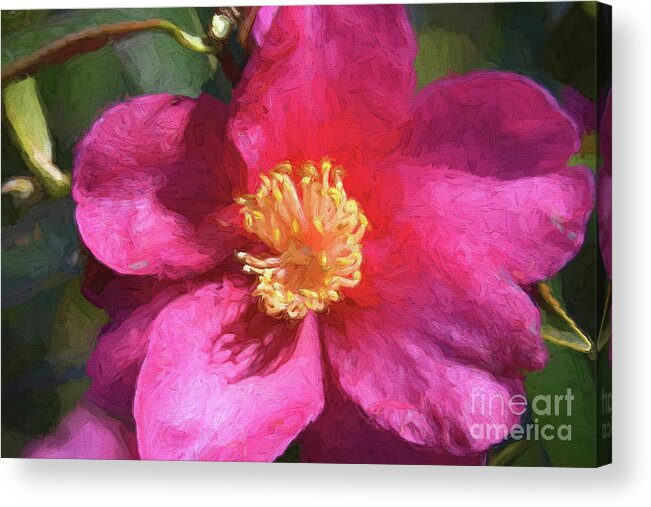 Floral Art Acrylic Print featuring the photograph Pink Icicle Camelia by Diana Mary Sharpton