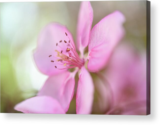 Pink Blossom Acrylic Print featuring the photograph Pink by Leanna Kotter