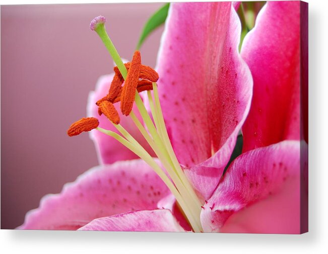 Lily Acrylic Print featuring the photograph Pink Lily 4 by Amy Fose
