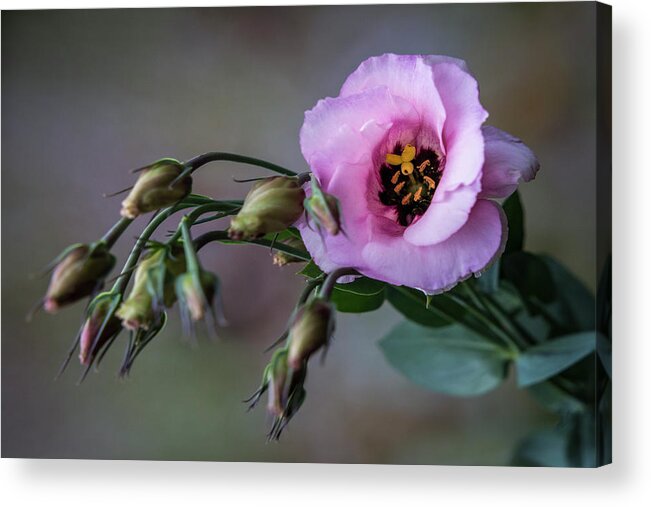 Flower Acrylic Print featuring the photograph Pink Lisianthus Spray by Patti Deters