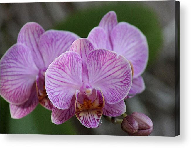Pink Acrylic Print featuring the photograph Pink Orchid by Yvonne M Smith